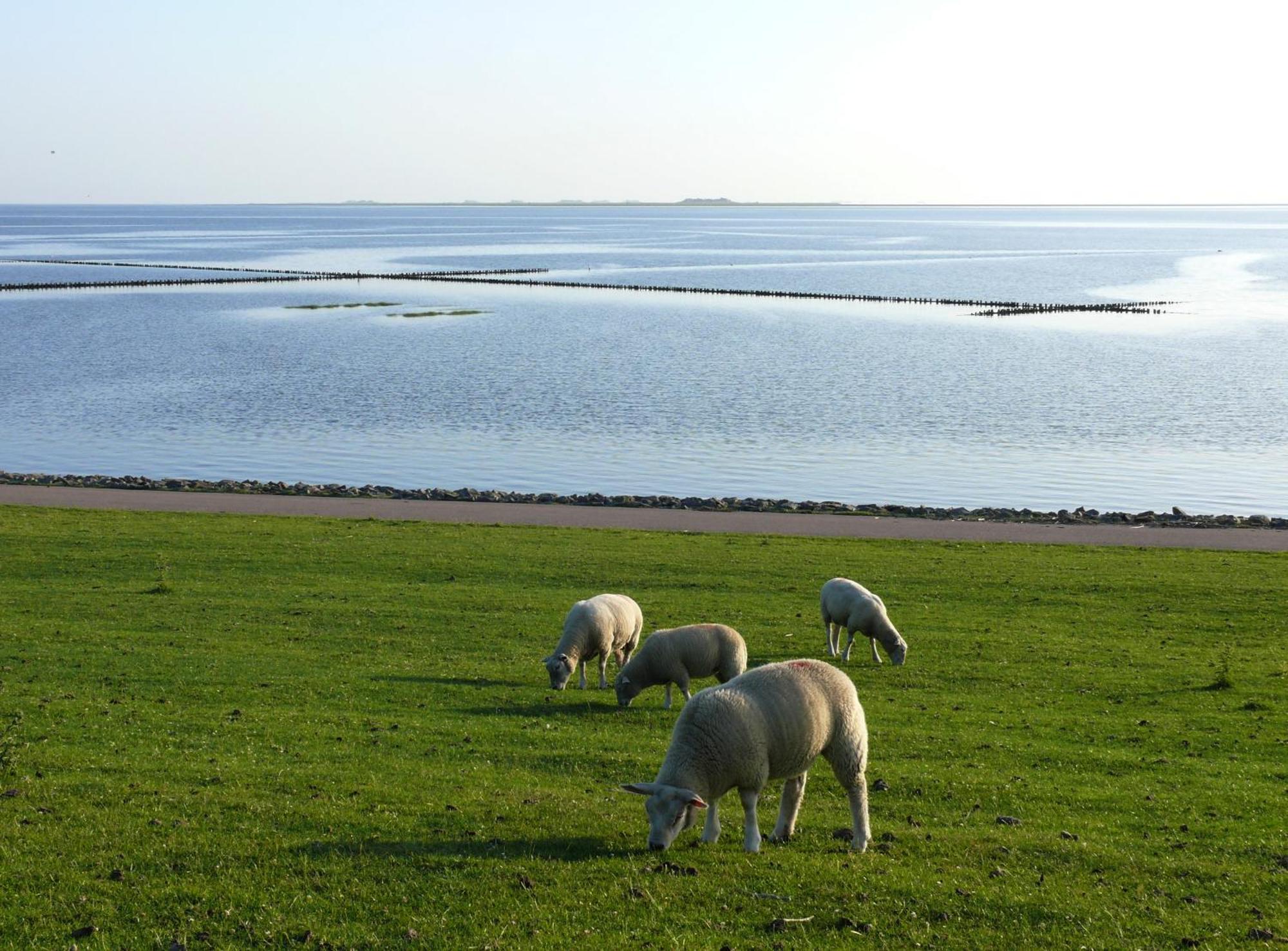 Friesenhaus Am Meer Dagebüll Esterno foto